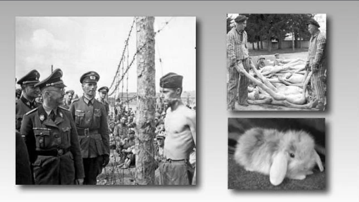 🔤El paraíso nazi de los conejos de angora