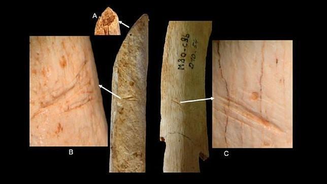 🔤Los neandertales manipulaban los cadáveres al poco tiempo de morir